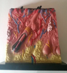 Skin cell Model 4 sided of Skin & Hair Anatomy Display Art - Picture 1 of 5