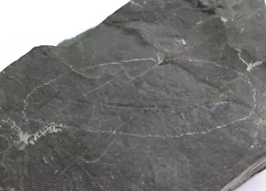Anfib, Branchiosaurus salamandroides, Perm, Rotliegens, Friedrichroda, D-i506 - Foto 1 di 5