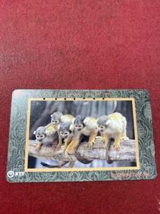 carte telefoniche - Cuccioli di scimmia baby monkeys -Giappone 105 U NTT -Usata - Picture 1 of 1