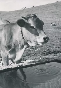 AIX LES BAINS c. 1950 - Vache sur les Pentes du Revard Savoie - P1069 - Imagen 1 de 2