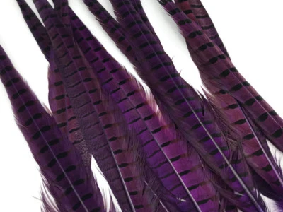 50 Pieces - 18-22" Purple Dyed Over Natural Long Ringneck Pheasant Tail Feather - Image 1 of 4