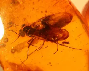 Beautiful Wood Gnat in Baltic Amber Fossil Gemstone - Picture 1 of 9