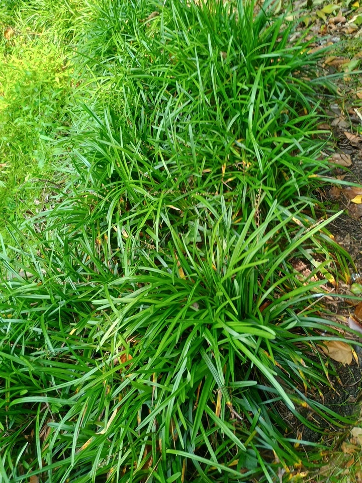 Hierba de mono, azul grande, aglomerada, lirope Spicata 25 plantas de raíz desnuda  Foto 1 de 1