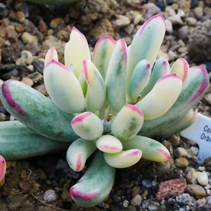 Exact Plant - Cotyledon Orbiculata Variegated aka Cotyledon Flanaganii var - Picture 1 of 13