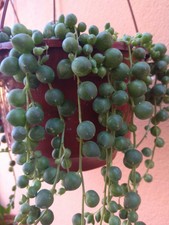 SENECIO ROWLEYANUS (RARE) 2 x Esqueje 10cm Cutting suculenta Succulent plant