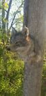 Shoulder Coyote Mount Taxidermy Decor novelty mount bobcat melanistic fox
