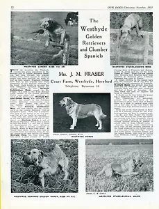 GOLDEN RETRIEVER UNSER HUND 1951 HUNDESRASSE ZWINGER WERBE DRUCK SEITE WESTHYDE ZWINGER - Bild 1 von 1