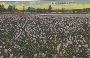 Vintage Florida Leinen Postkarte Wasserhyazinthen - Bild 1 von 2