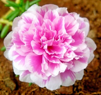 3500+ Moss Rose purslane Portulaca grandiflora succulent flowering plant seeds - Image 1 of 4