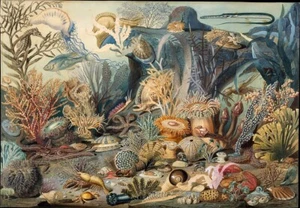 Vintage Ocean Life 1899 Lithographie Kunstdruck Poster Digital Download ungerahmt - Bild 1 von 1