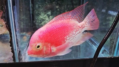 Kamfa F0.5 Male Golden Base Live Fish 5 Inches High Quality - Image 1 of 3