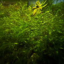 Willow Moss | Aquarium Plants Factory®