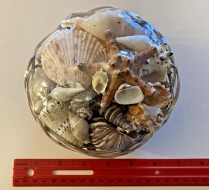 Seashells and a Horned Starfish in a Sealed Handmade ~ 6" Round Wicker Basket - Picture 1 of 5