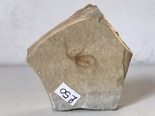 Brittlestar (starfish) jurassic soinhofen limestone formation from Germany 