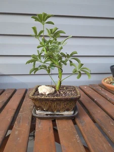 Hawaiian Umbrella Bonsai Live Tree Schefflera Arboricola Luseane Indoor 6 Inch - Picture 1 of 6
