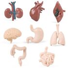 Toys Human Organ Model Internal Organs Figurines Heart Stomach Liver Renal Lung