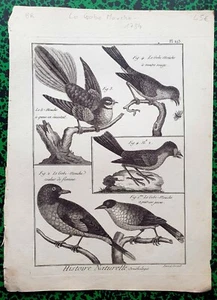 XVIII è- Rare Gravure Originale 1784 - Différentes Espèces de Gobe Mouche Pl193 - Picture 1 of 1