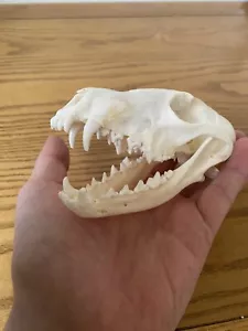 Predator Cosplay Kostüm Requisiten echte Trophäe Schädel Halskette, 1/1 Maßstab Erwachsenengröße - Bild 1 von 16