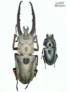 LuHK2 Lucanidae Lucanus planeti Yunnan Honghe - Picture 1 of 1