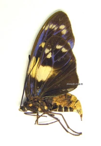 Mariposa/Zygaenidae sin montar - Eterusia aedea edocla, MUJER, Tailandia - Imagen 1 de 1