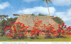 Fiji - SIGATOKA - Poinsettia and Bure - Publ. Charles Stinson 22 - Picture 1 of 2
