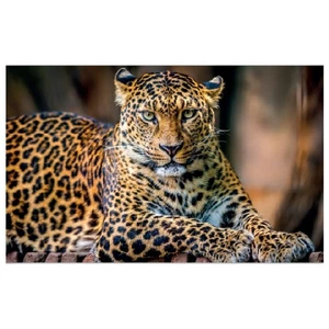 WG045 Leopard Printed Wall Sticker Vinyl Various Sizes - Picture 1 of 1