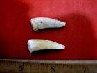 Dent de sabre hareng dents fossiles Enchodus Crétacé (lot de 2 dents) N72
