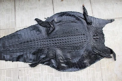 Piel de cuero con espalda de cuerno de cocodrilo real negro piel exótica taxidermia W 14 en R2 Foto 1 de 4