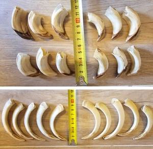 Wildschwein Gewaff: Haderer und Gewehre/Hauer/Wetzer Wildschwein Zähne - Picture 1 of 23