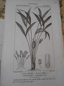 Gravure 19ème - Botanique Cyclanthe à deux feuilles cyclanthus - Imagen 1 de 1
