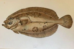 CARTER PESCE SOGLIOLA SOLE ETHEOSTOMA COUCH 1865 PESCI ITTIOLOGIA MARE - Picture 1 of 2