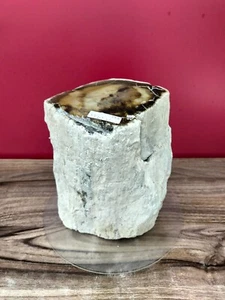 Beige brown opalized petrified wood polished 3565gr 462 - Picture 1 of 10