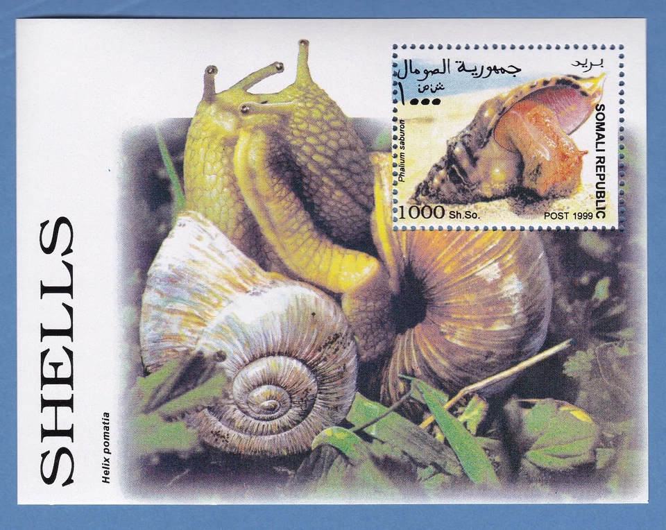 1999 SHELLS STAMP MINI SHEET SOMALIA  HELIX POMATIA SNAIL MOLLUSK GASTROPOD MNH - Image 1 of 1