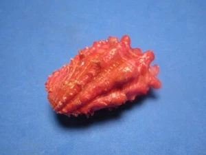 Cardita crassicosta (Lamarck, 1819) "PINKISH-RED"  (42.7mm) - Picture 1 of 6