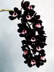 Cymbidium Kiwi Midnight 'Geyserland' (Mericlone) - Picture 1 of 4
