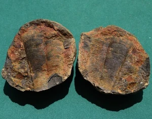 Large Conulariid Fossil from Bolivia Devonian Belen Formation Conularia quichua - Picture 1 of 11