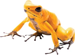 Yellow Poison Dart Frog Decal Vinyl Decal 4" tall x 5.4" wide - Indoor/Outdoor - Picture 1 of 1