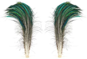 100 Pfauenschwertfedern natur grün irisierend L oder R Seite 25-30" PS30 - Bild 1 von 5
