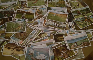 SAMMELBILDER VÖGEL Aus Deutschlands Vogelwelt - Bild 1 von 6