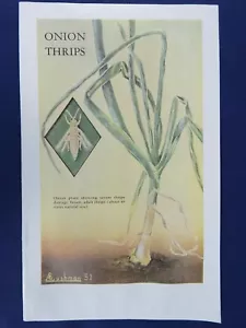 Placa de color vintage cebolla trips plaga A.D. Cushman 1951 impresión de insectos entomología - Imagen 1 de 3