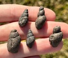 Texas Fossil Gastropods LOT OF 5 North Sulphur River Ozan Formation Cretaceous