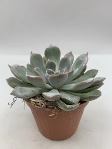Echeveria Blue Speed Pot 8 Succulenta Carnosa Verde Grigio Rosa - Imagen 1 de 4