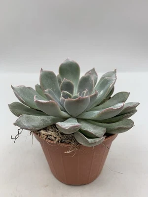 Echeveria Blue Speed Pot 8 Succulenta Carnosa Verde Grigio Rosa - Immagine 1 di 4