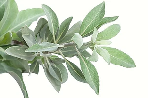 300+ Salvia Apiana Seeds - White Sage, Sacred Cali Burning Sage, USA FREE SHIPPI - Picture 1 of 9