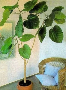 Ficus auriculata : Immergrüne Zimmerpflanze mit Riesenblättern ✿ neue Samen ..✿ - Bild 1 von 1