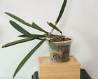 Rare Bc Brassocattleya Bessho,  Cattleya tenebrosa &#215; Brassavola nodosa orchid