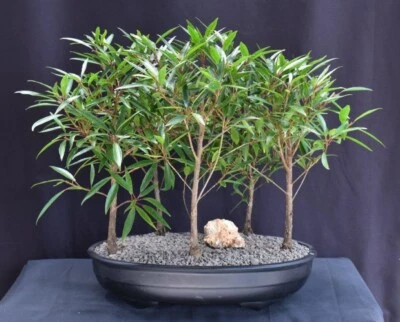 Hoja de sauce ficus bonsai árbol 5 árboles bosque grupo 14" H interior ficus nerifolia Foto 1 de 2