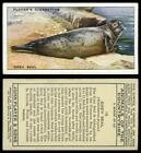 Grey Seal #19 Animals Of The Countryside 1939 John Player & Sons Card