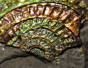 Iridescent multi-colored Caloceras ammonite fossil display Somerset UK Ammolite - Picture 1 of 9