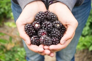 Boysenberries, Rubus ursinus x idaeus, plants or root cutting, organic - Picture 1 of 8